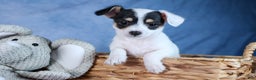 Chipoo dogs for sale: Kisses - Ad 10