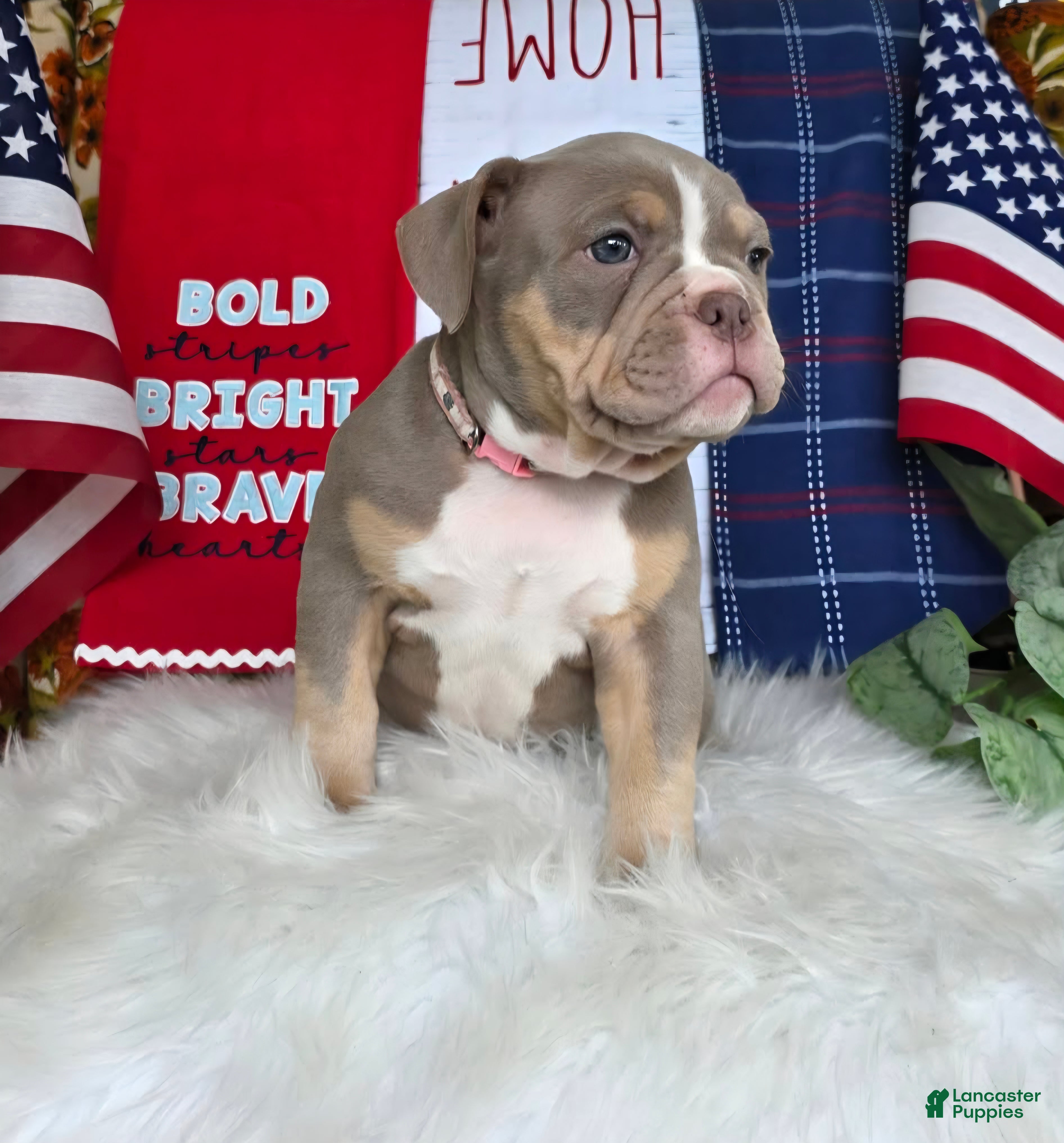 American Bully dogs for sale: Stella - Ad 4