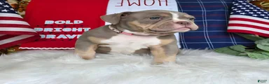 Stella