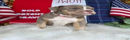 American Bully dogs for sale: Stella - Ad 1