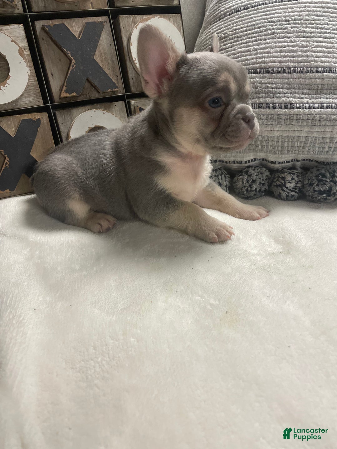 French Bulldog dogs for sale: French Bulldog Puppy 4 - Ad 10