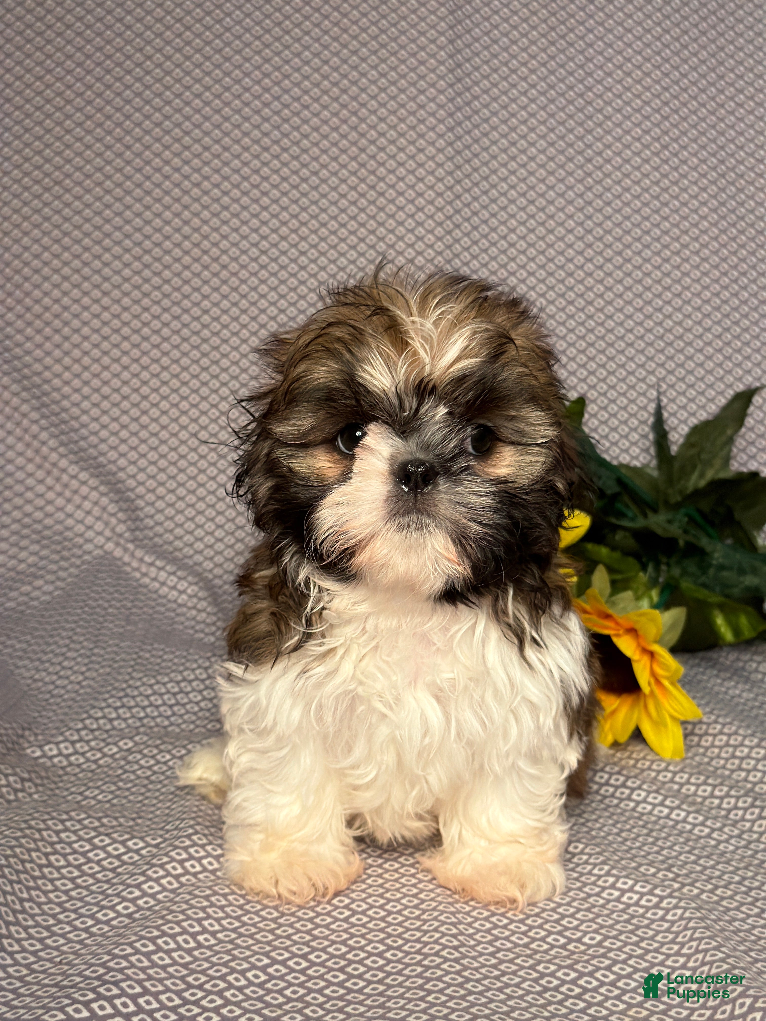 Shih Tzu dogs Alice - Ad 1
