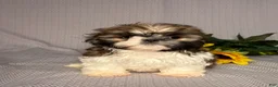 Shih Tzu dogs for sale: Alice - Ad 1