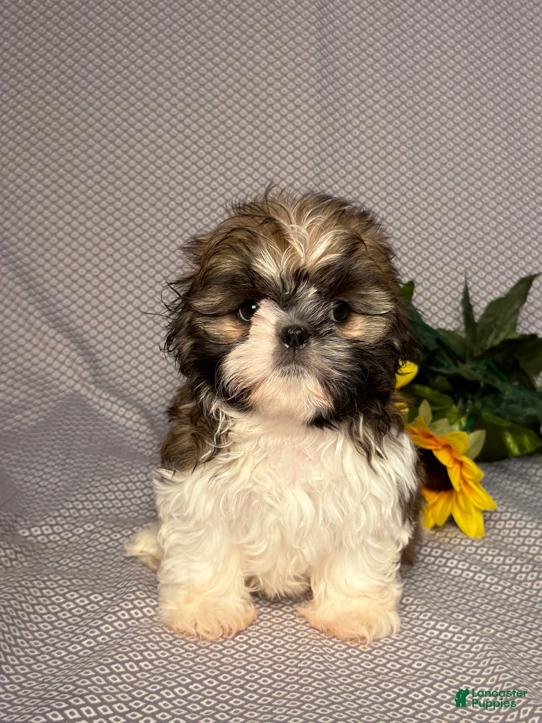 Shih Tzu dogs for sale: Alice - Ad 1