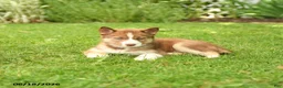 Siberian Husky dogs for sale: Holly - Ad 3