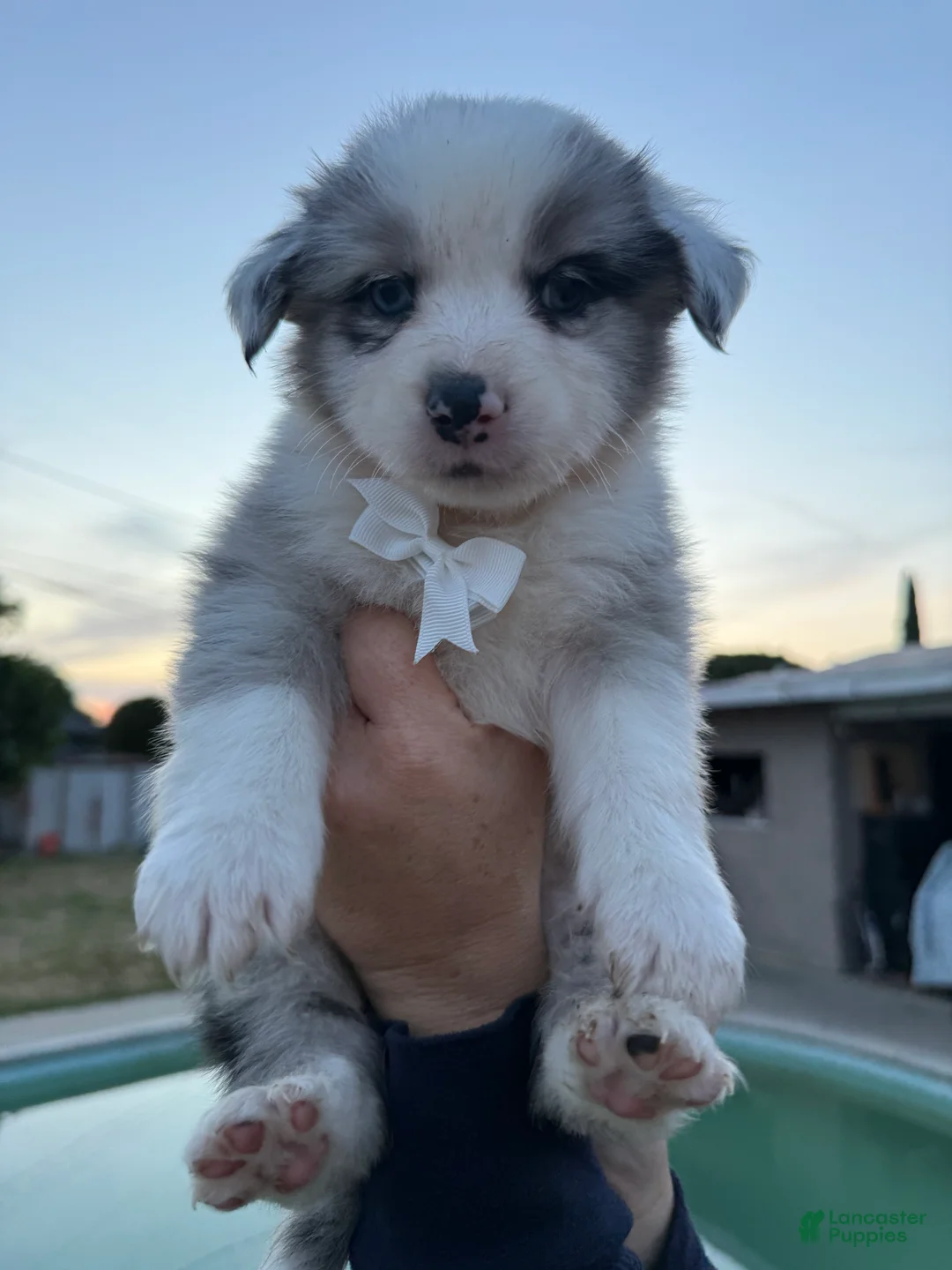 Australian Shepherd dogs for sale: Australian Shepherd Puppy 3 - Ad 2