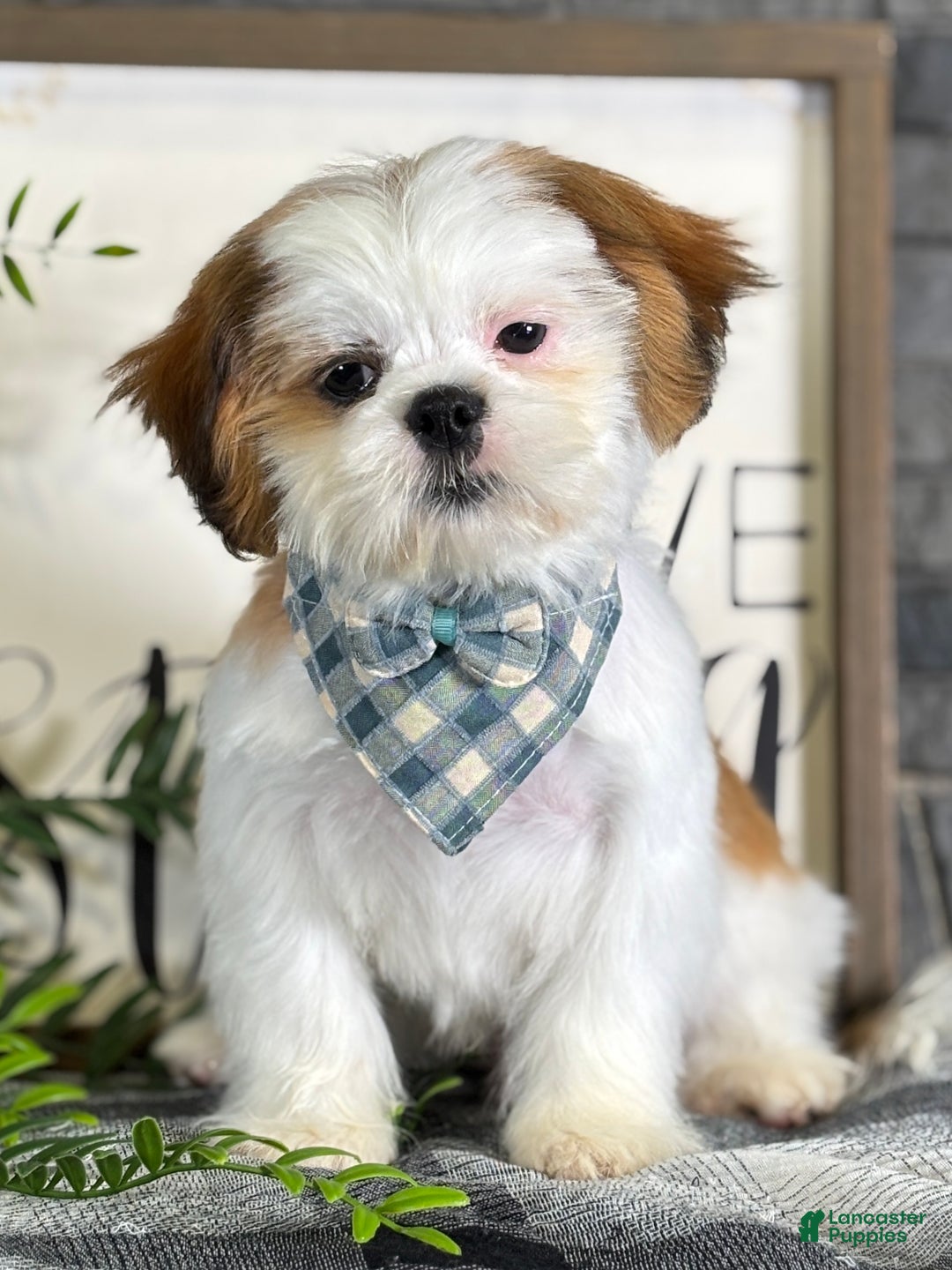 Shih Tzu dogs for sale: Bennet - Ad 3