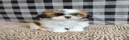 Shih Tzu dogs for sale: Marcus - Ad 5