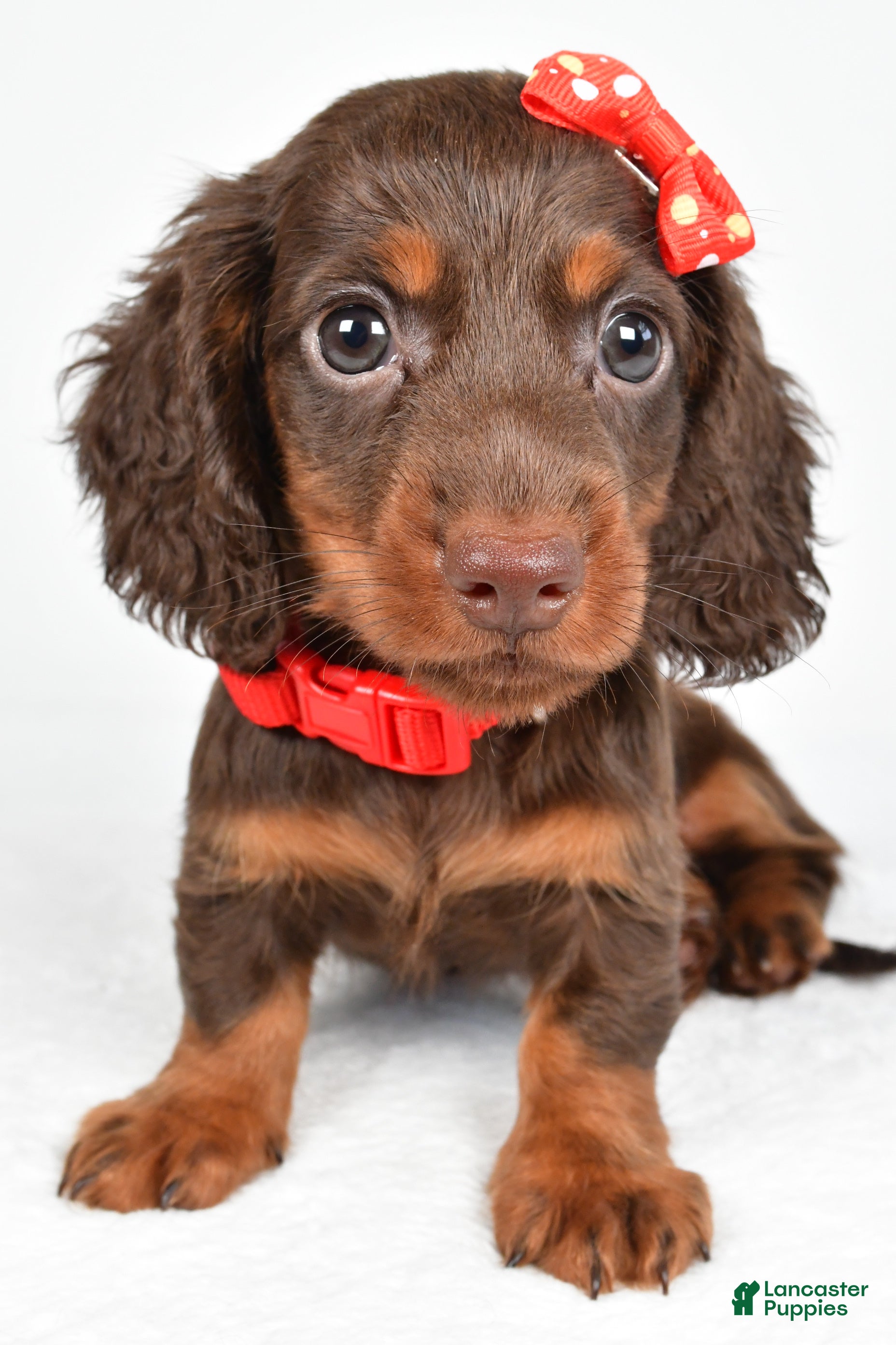 Miniature Dachshund dogs Toby - Ad 2