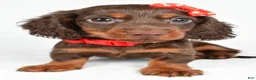 Miniature Dachshund dogs for sale: Toby - Ad 2