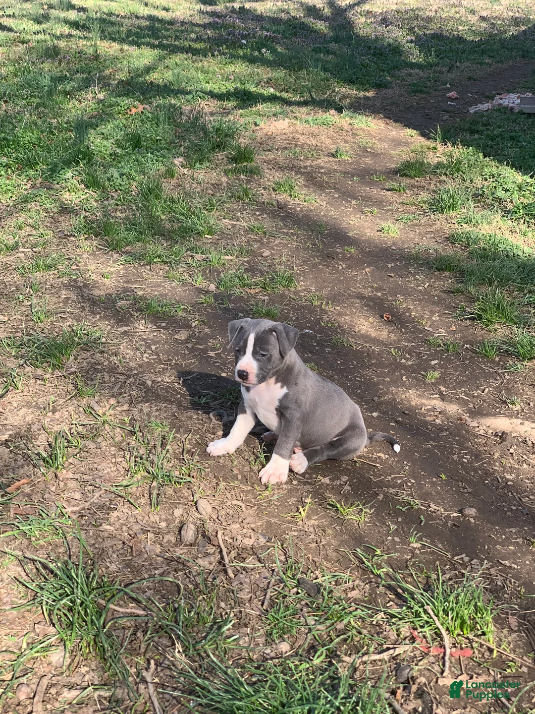 American Pit Bull Terrier dogs for sale: Hercules - Ad 1