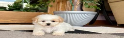 Maltipoo dogs for sale: Gigi - Ad 6