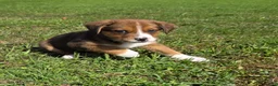 Mixed Breed dogs for sale: Mixed Breed Puppy 2 - Ad 6