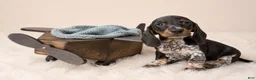 Miniature Dachshund dogs for sale: Haney - Ad 3