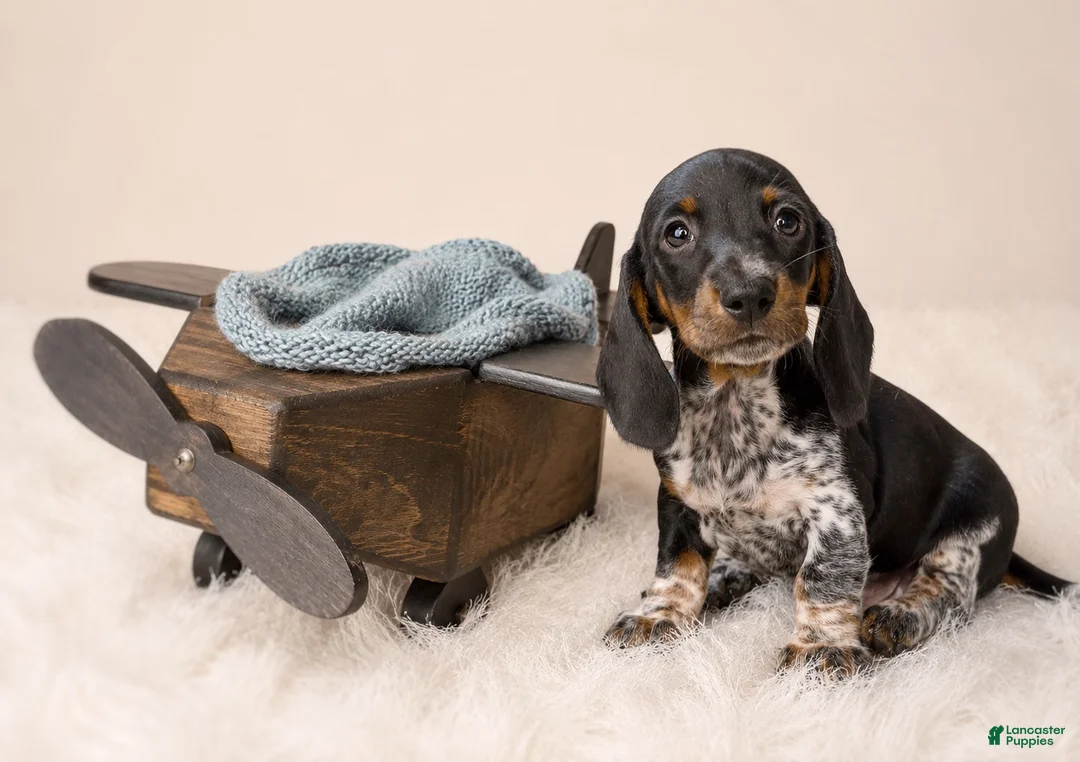 Miniature Dachshund dogs for sale: Haney - Ad 3