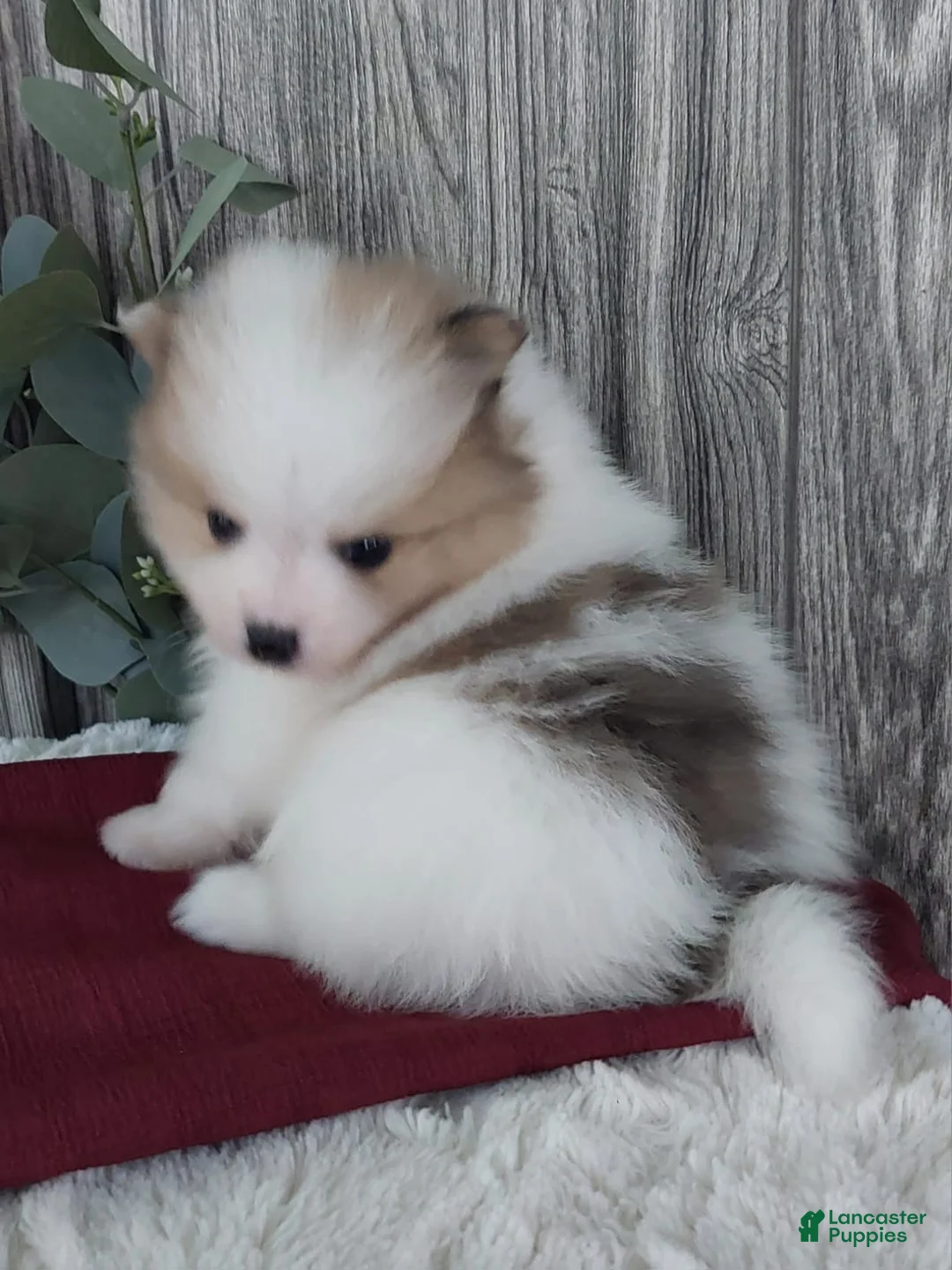 Pomeranian dogs for sale: Luca - Ad 2