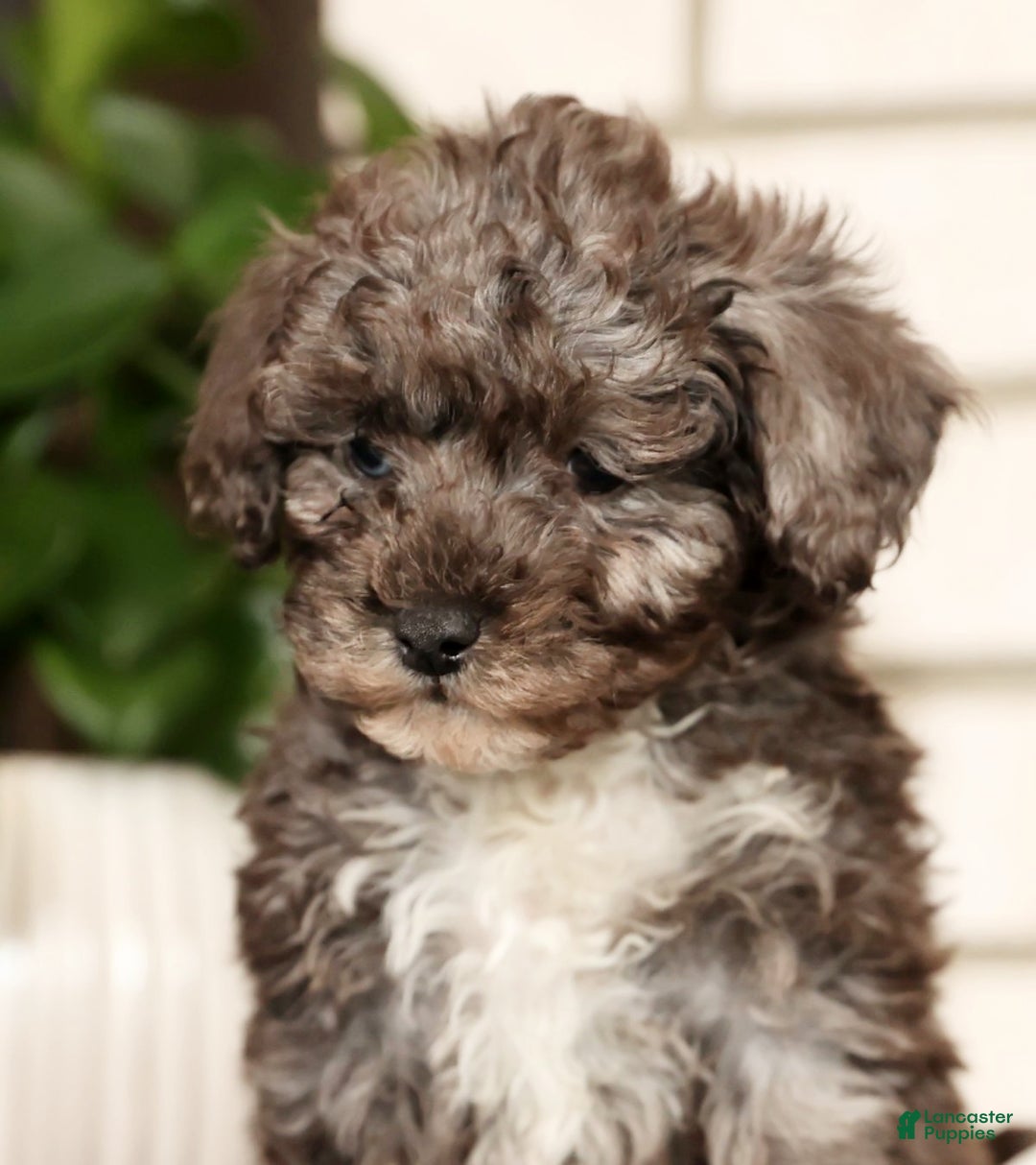 Havapoo dogs for sale: Evan - Ad 9