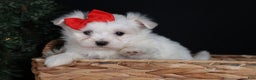 Maltese dogs for sale: ACE - Ad 13