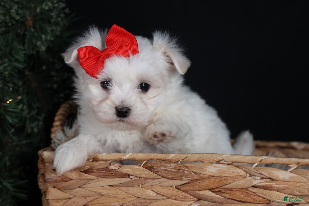 Maltese dogs for sale: ACE - Ad 13
