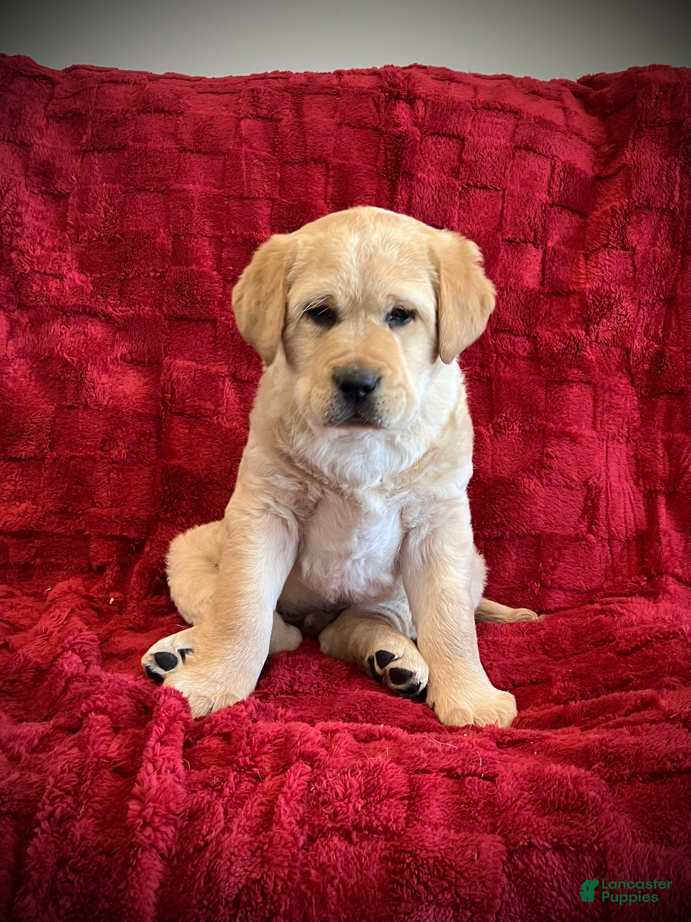 Labrador Retriever dogs Buddy - Ad 40