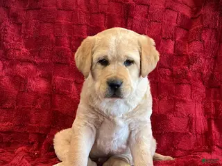 Labrador Retriever dogs Buddy - Ad 40