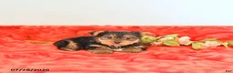 Yorkshire Terrier dogs for sale: Teddy   EXTRA SMALL - Ad 3