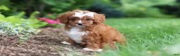 Cavapoo dogs for sale: Gracie - Ad 1