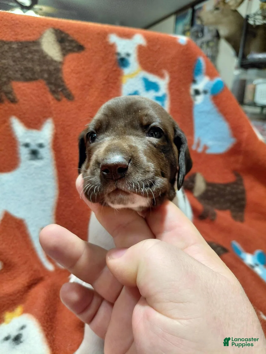 German Shorthaired Pointer dogs for sale: Autumn - Ad 2