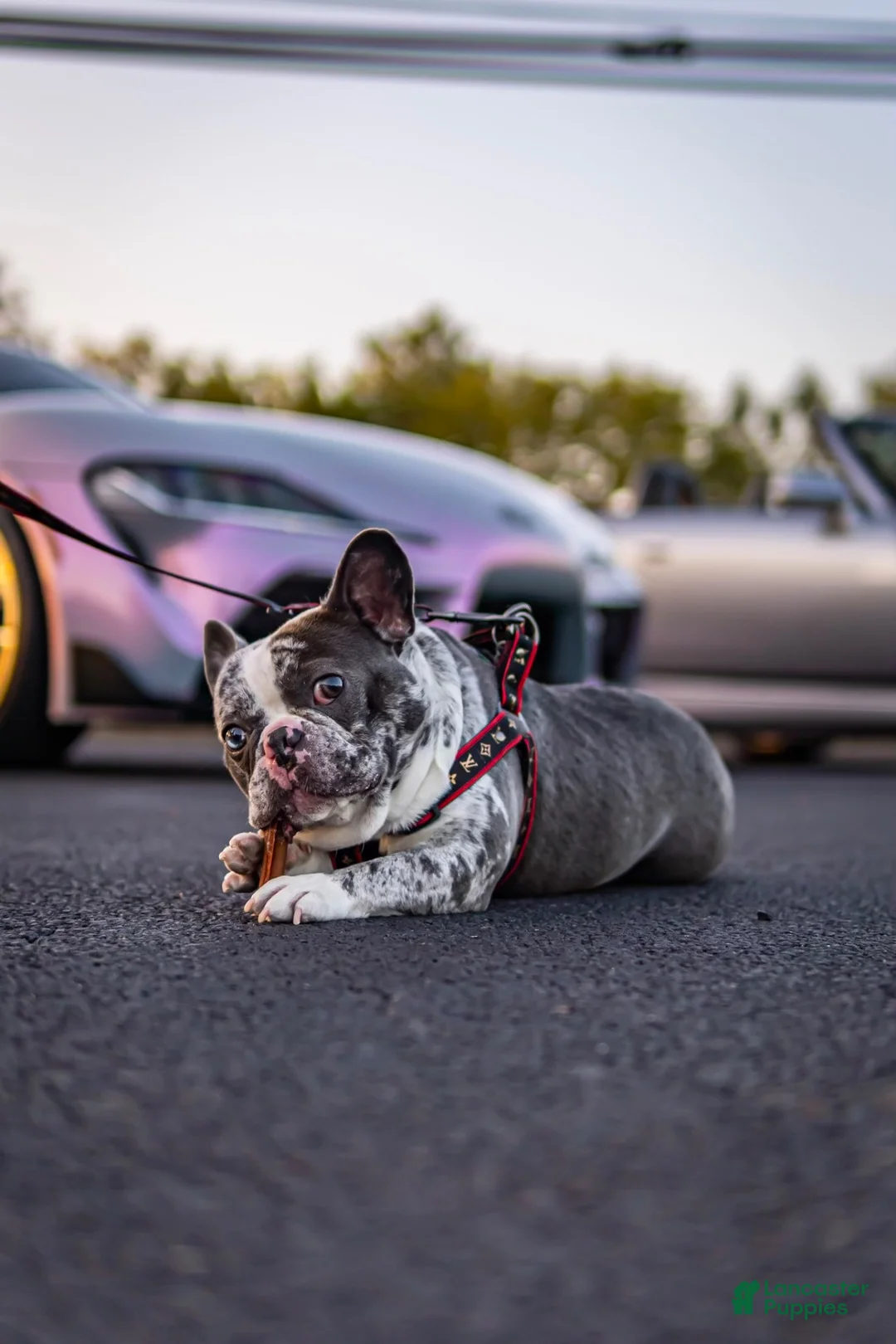 French Bulldog dogs for stud: Offwhite - Ad 2