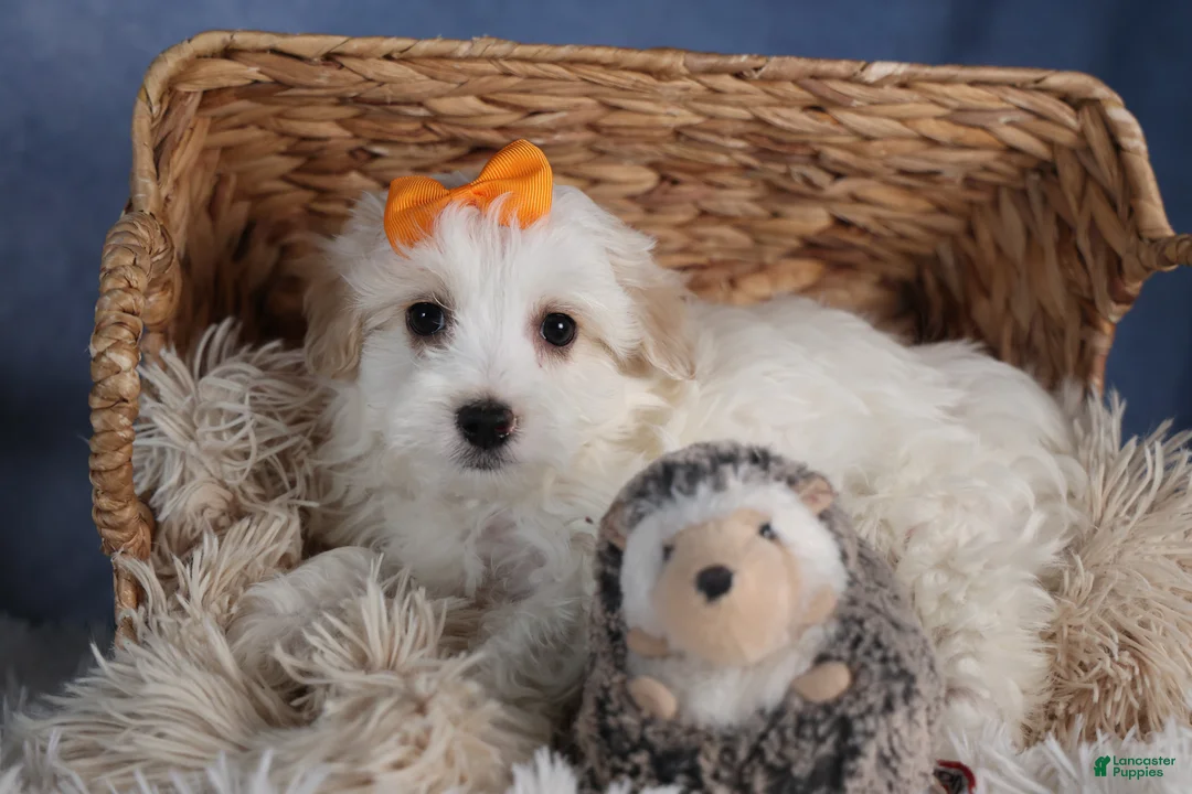 Havapoo dogs for sale: FROSTY - Ad 13