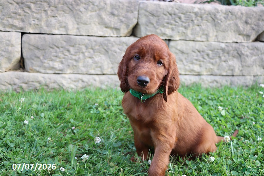 Irish Setter dogs Cocoa - Ad 1