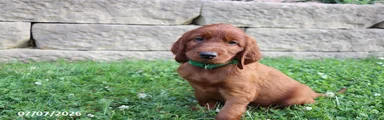 Cocoa