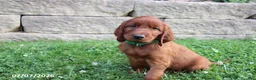 Irish Setter dogs for sale: Cocoa - Ad 1