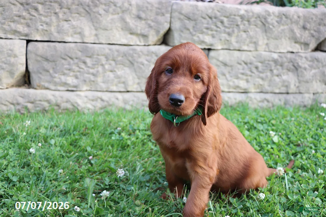 Irish Setter dogs for sale: Cocoa - Ad 1