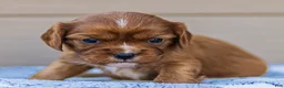 Cavalier King Charles Spaniel dogs for sale: Daisy Cavalier King Charles Spaniel  - Ad 1