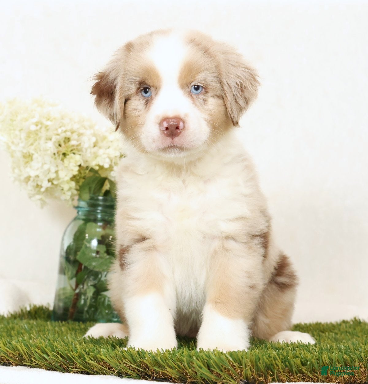 Miniature Australian Shepherd dogs Leo - Ad 2