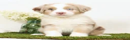 Miniature Australian Shepherd dogs for sale: Leo - Ad 2