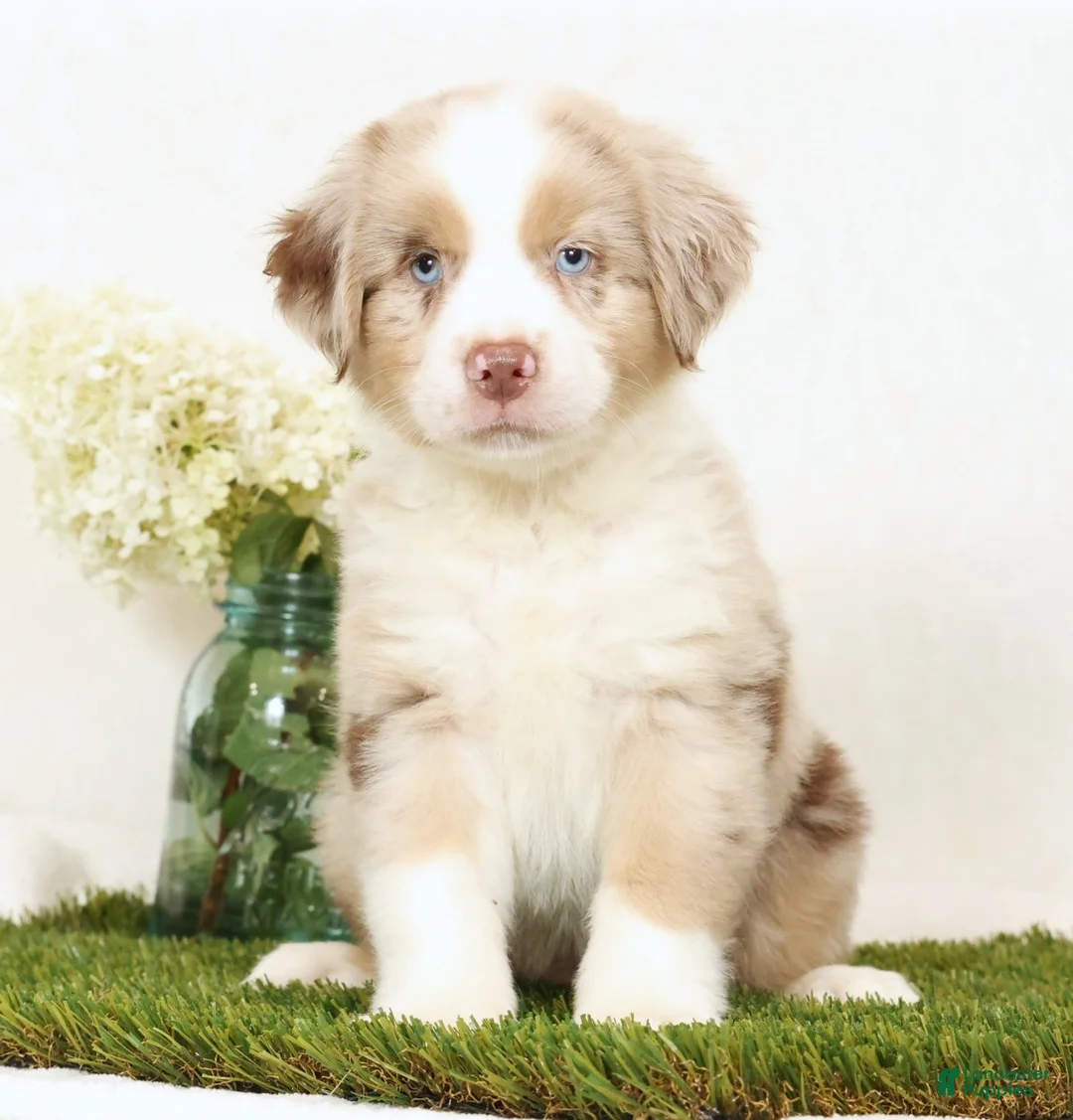 Miniature Australian Shepherd dogs for sale: Leo - Ad 2