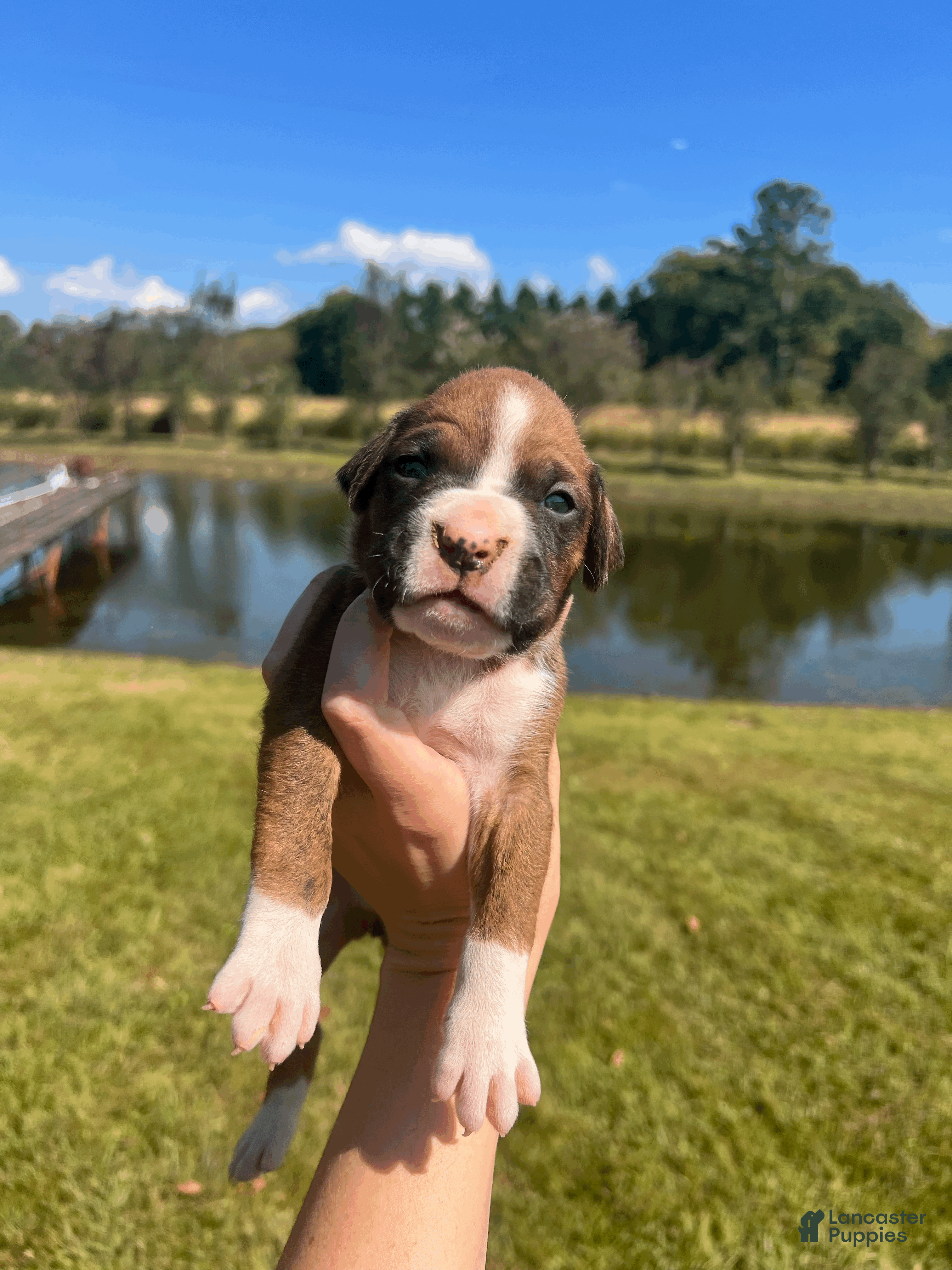 Boxer dogs AKC Boxer - Male 1 - Ad 34