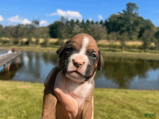 Boxer dogs AKC Boxer - Male 1 - Ad 34