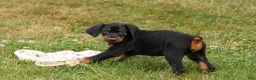 Doberman Pinscher dogs for sale: DAISY - Ad 8
