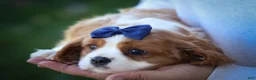 Cavalier King Charles Spaniel dogs for sale: Patches💙 - Ad 5