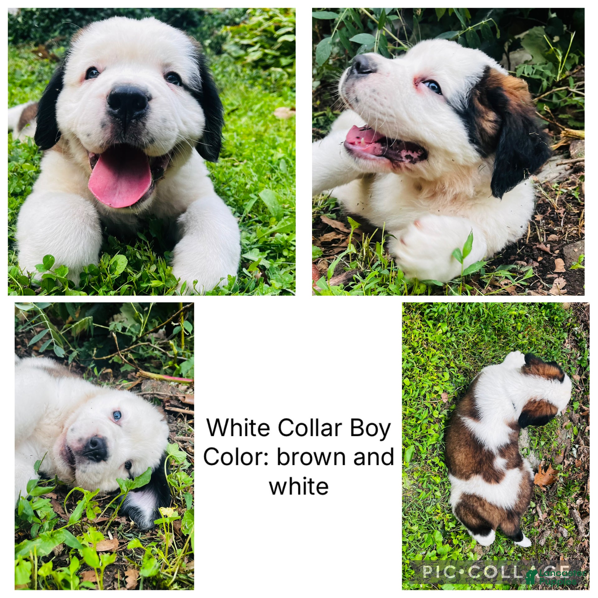 Saint Bernard dogs white collar boy - Ad 40