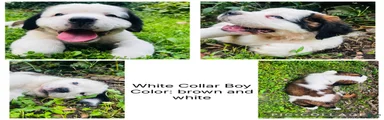 white collar boy