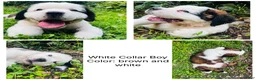 Saint Bernard dogs for sale: white collar boy - Ad 1