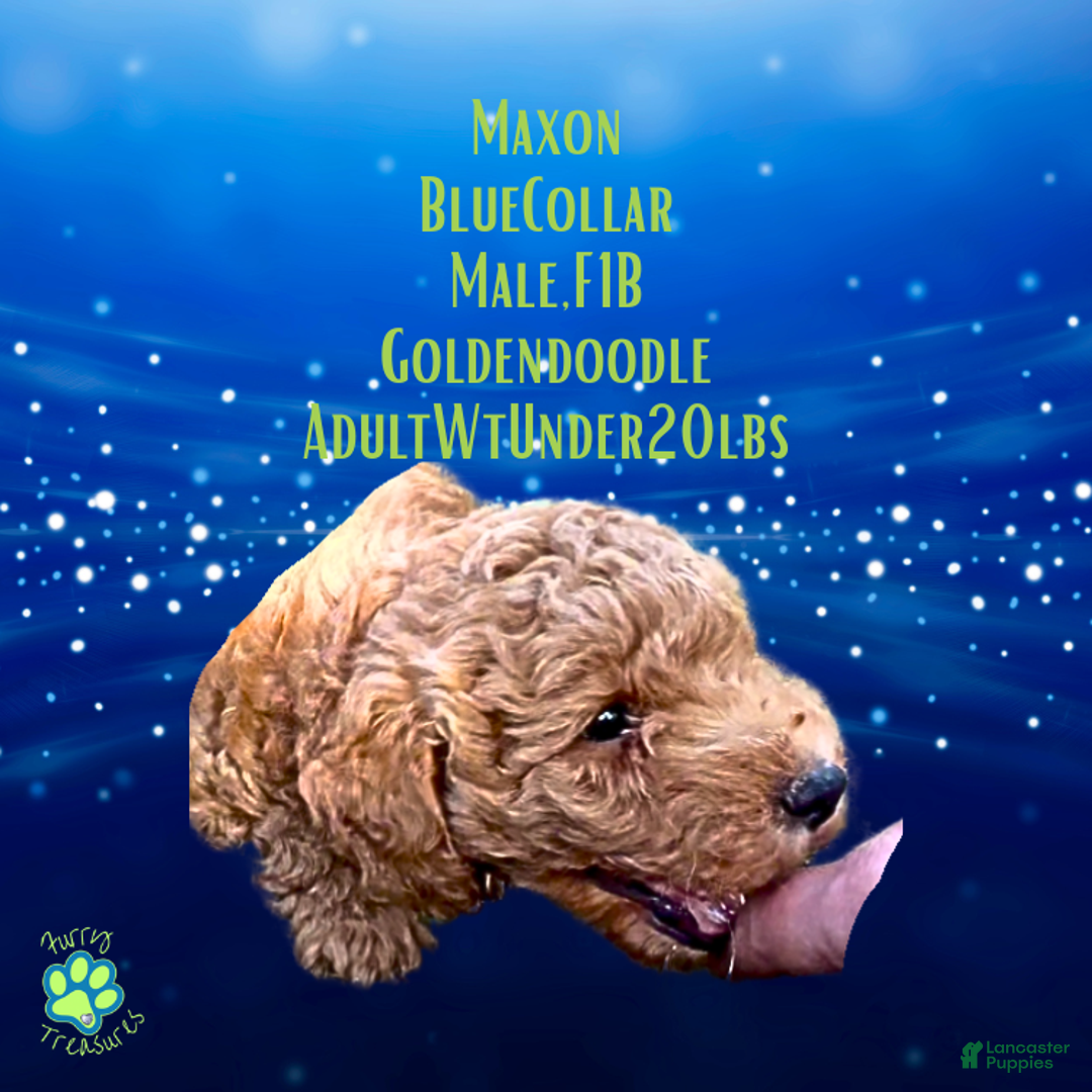 Goldendoodle dogs for sale: Maxon “ Blue Collar” Male - Ad 9