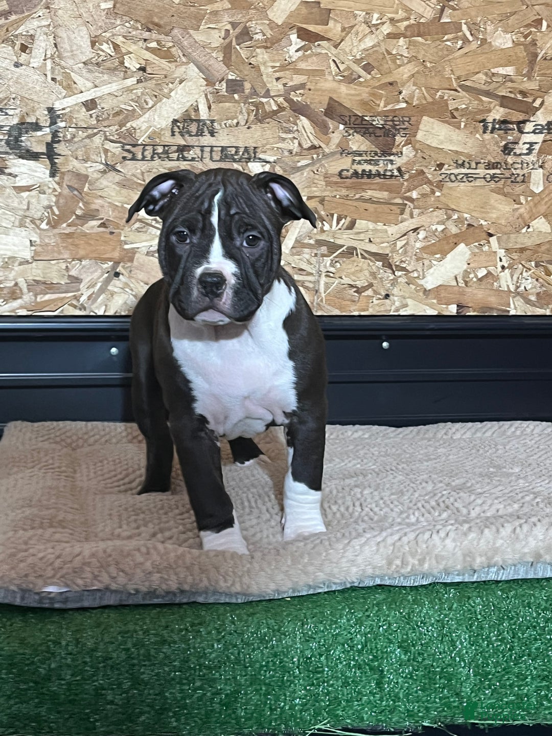 American Bully dogs for sale: Athena - Ad 3