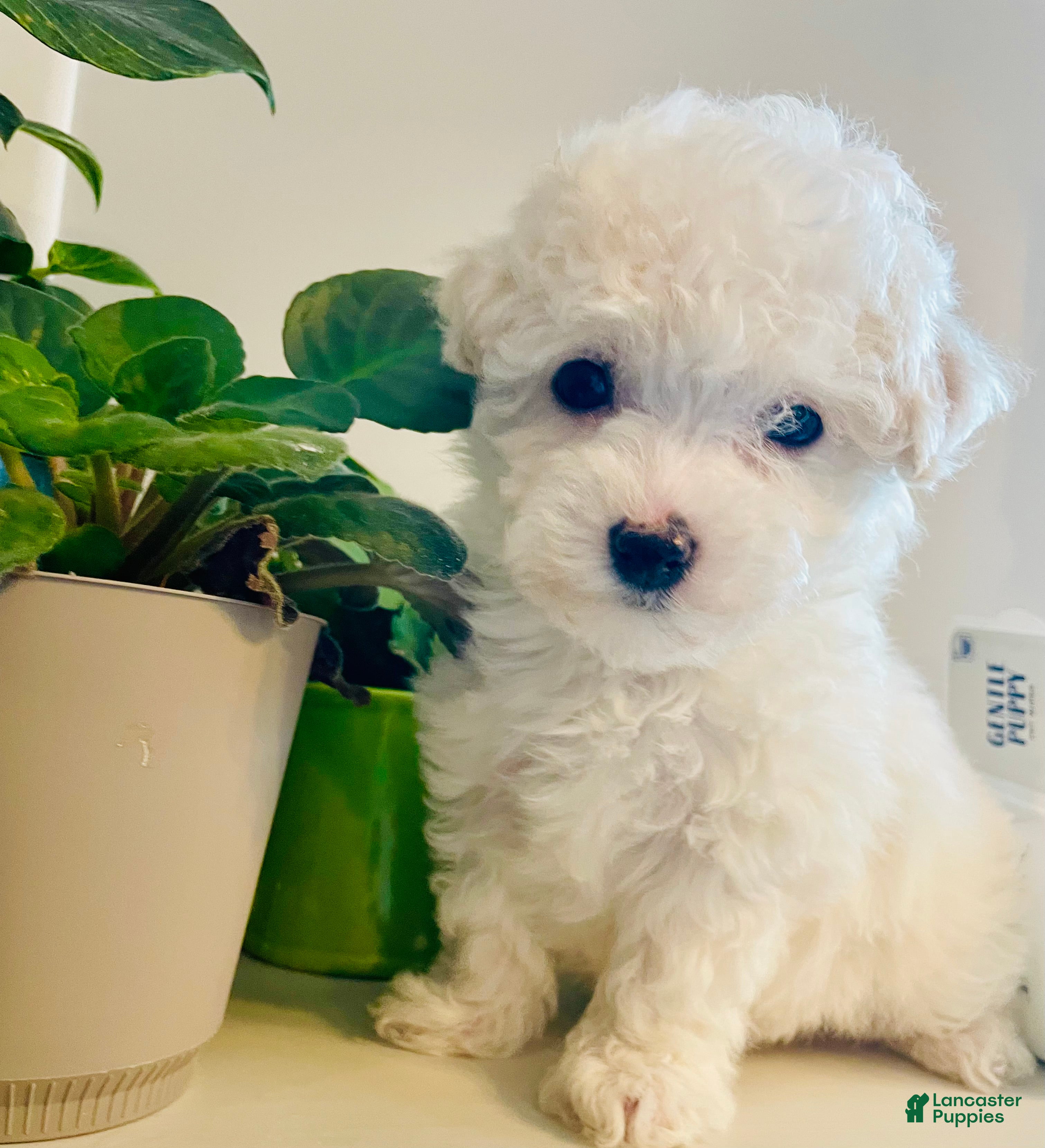 Bichon Frise dogs Extra small Stella - Ad 1