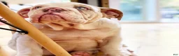 English Bulldog dogs for sale: Dallas - Ad 4