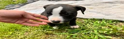 American Pit Bull Terrier dogs for sale: American Pit Bull Terrier 2 - Ad 7